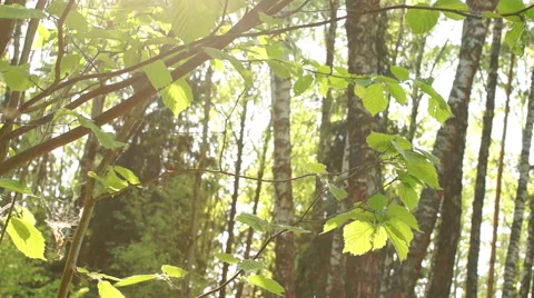 Morning in a birch forest Stock-Footage 57316965