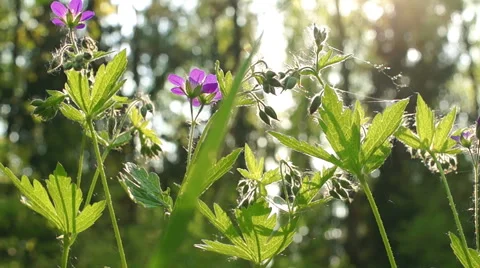 Morning in a birch forest Stock-Footage 57317032