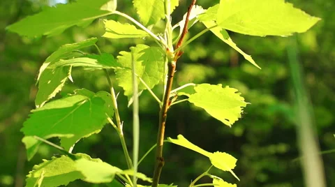 Morning in a birch forest Stock-Footage 57317039