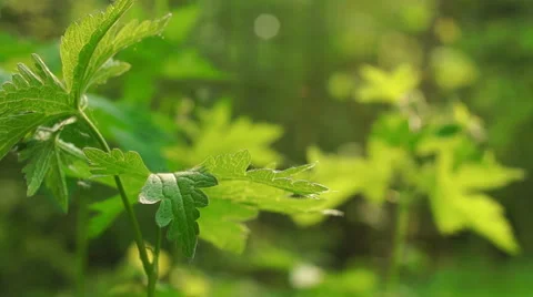 Morning in a birch forest Stock-Footage 57317075