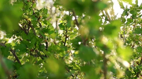 Morning in a birch forest Stock-Footage 57317153
