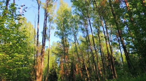 Morning in a birch forest Stock Footage 57317577