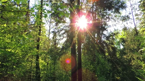Morning in a birch forest Stock Footage 57317601