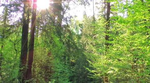 Morning in a birch forest Stock Footage 57317626