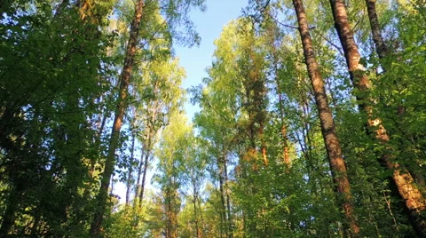 Morning in a birch forest Stock Footage 57317629