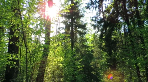 Morning in a birch forest Stock Footage 57317632