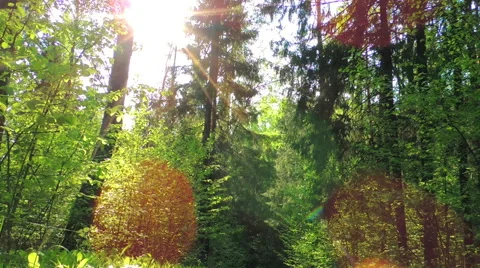 Morning in a birch forest Stock Footage 57317634