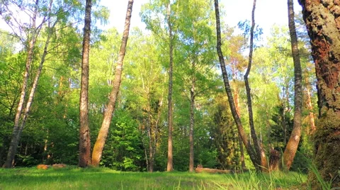 Morning in a birch forest Stock Footage 57317697