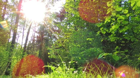 Morning in a birch forest Stock Footage 57317710