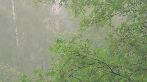 Morning in a birch forest Stock Footage 57317735