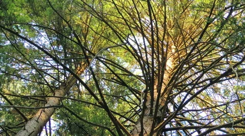 Morning in a birch forest Video stock 57317778