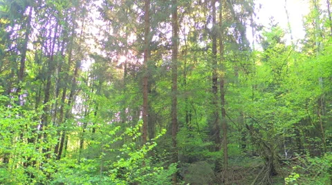 Morning in a birch forest Video stock 57317833
