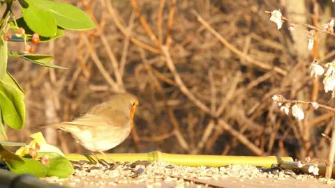 Morning at the bird feeder Stock Footage 346279344