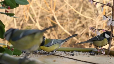 Morning at the bird feeder Stock Footage 346279845