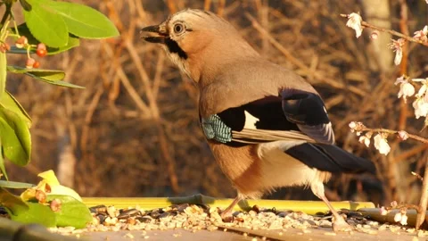 Morning at the bird feeder Stock Footage 346279857