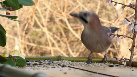 Morning at the bird feeder Stock Footage 346280092