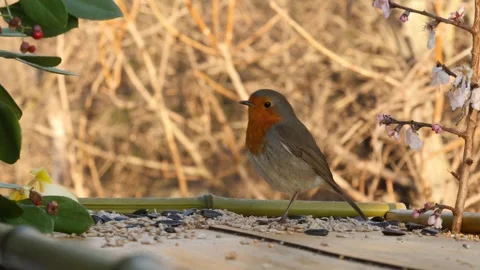 Morning at the bird feeder Stock Footage 346280332