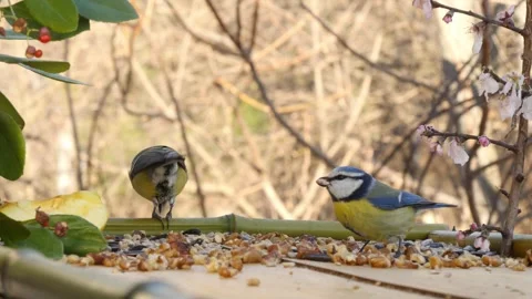 Morning at the bird feeder Stock Footage 346280499