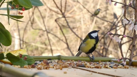Morning at the bird feeder Stock Footage 346280600