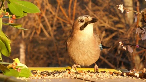 Morning at the bird feeder Stock Footage 346280648