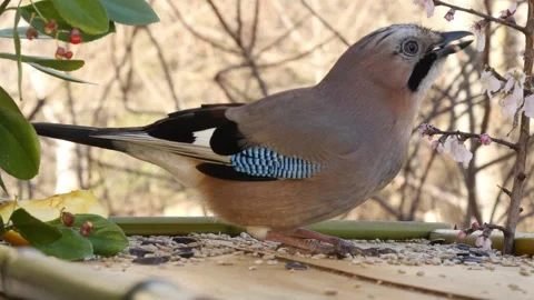 Morning at the bird feeder Stock Footage 346280871