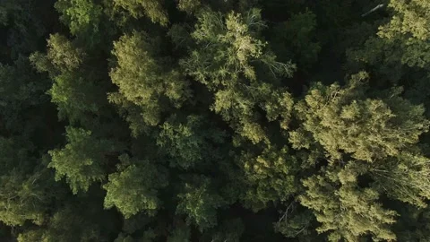 Morning broadleaf forest - Top down view Stock Footage 160247045