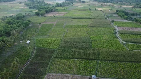A Morning Canvas Above Corn Fields Stock Footage 259537653