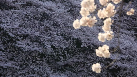 Morning Cherry Blossoms 스톡 동영상 330157066