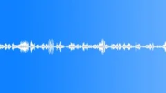 Morning Chorus Spring 2Sound Effect