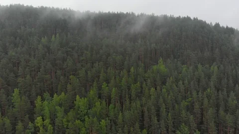Morning clouds over the forest Stock Footage 113178682