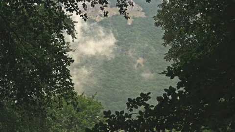 Morning clouds seen through the crowns of the beech trees Video stock 214434806