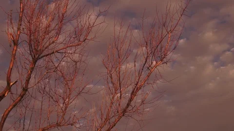 Morning cloudy tree Stock Footage 95833391