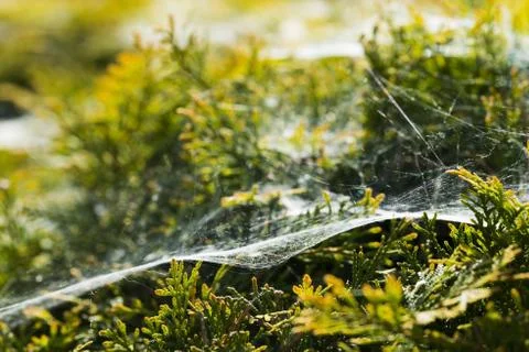Morning cobweb Stock Photos