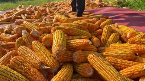 Morning Corn Harvest Sorting by Farmer Stock Footage 309913029