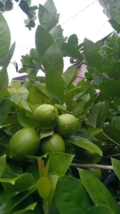 Morning to day 库存影片 221957945