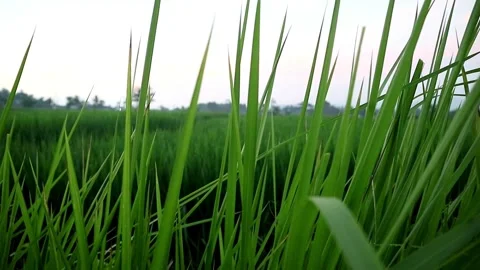 Morning Day Stock-Footage 332875188