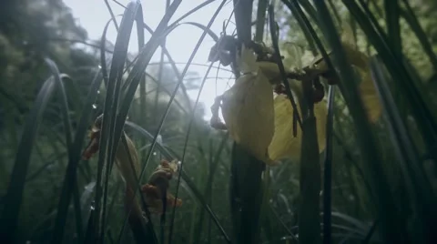 Morning in the dense thicket of marsh, dew drops and a yellow iris Stock Footage 51254327