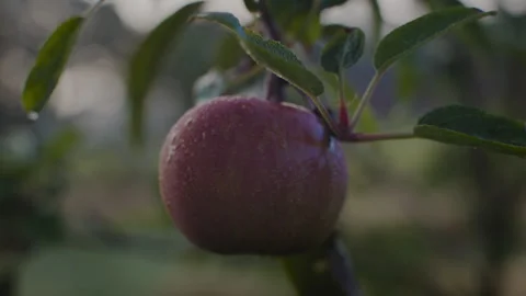 Morning Dew on Apple Stock Footage 262575046