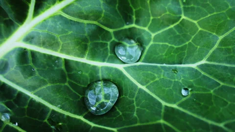 Morning dew on cabbage Stock Footage 249133685
