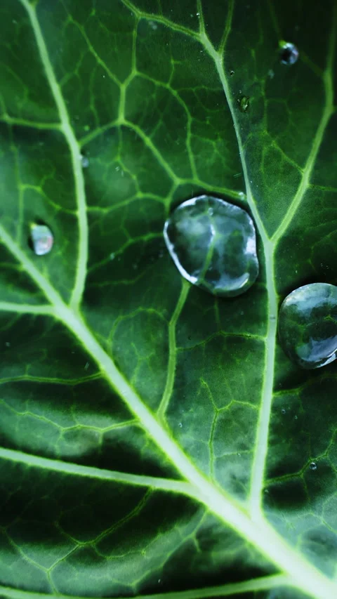 Morning dew on cabbage Stock Footage 259125578
