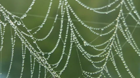 Morning dew on cobweb Video stock 401150