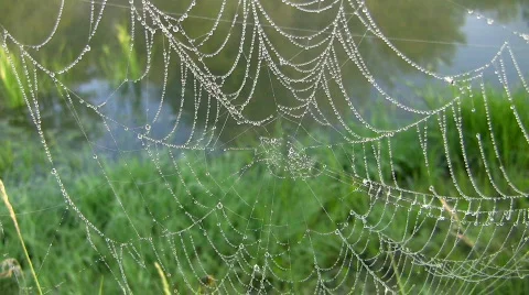 Morning dew on cobweb Video stock 401562