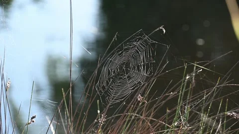Morning dew on cobweb lit by the low sunshine Stock Footage 245751056