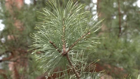 Morning dew droplets on a pine tree branch.  pine branches after rain. Video stock 196268356