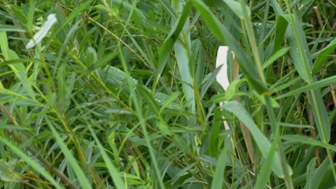 Morning Dew Drops on Common Reed - 4K Slow Motion Nature B-Roll Stock Footage 336622048