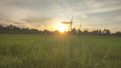 Morning Dew Drops On Grass Blades Close Up With Sunrise Over Rice Field Stock Footage 341685277