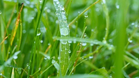 Morning. Dew drops on the grass. Stock Footage 80204110
