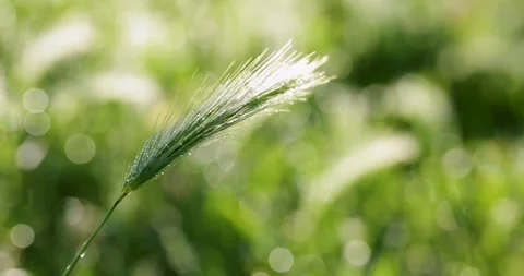 Morning dew drops on green foxtail grass Stock Footage 340322425
