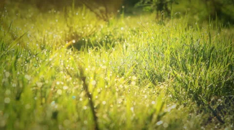 Morning Dew Drops On Green Grass Stock Footage 23200399