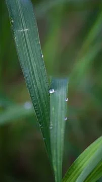 Morning dew drops on a leaf of grass Stock Photos